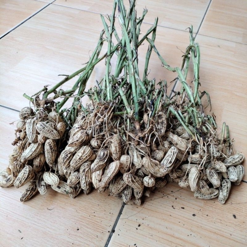 

Kacang Tanah Gelondongan 500 gr