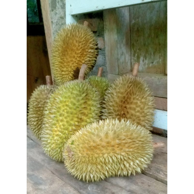 

DURIAN LOKAL Purworejo Mateng Pohon - Rasa Manis Legit, Aroma Harum, Segar Ukuran Kecil