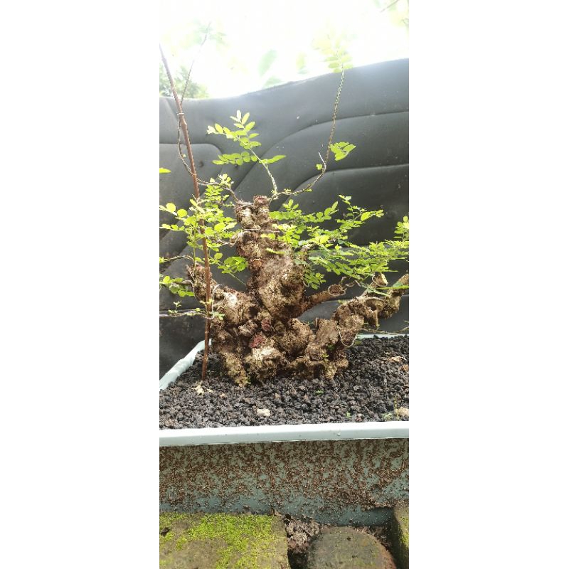 Bahan bonsai ileng-ileng