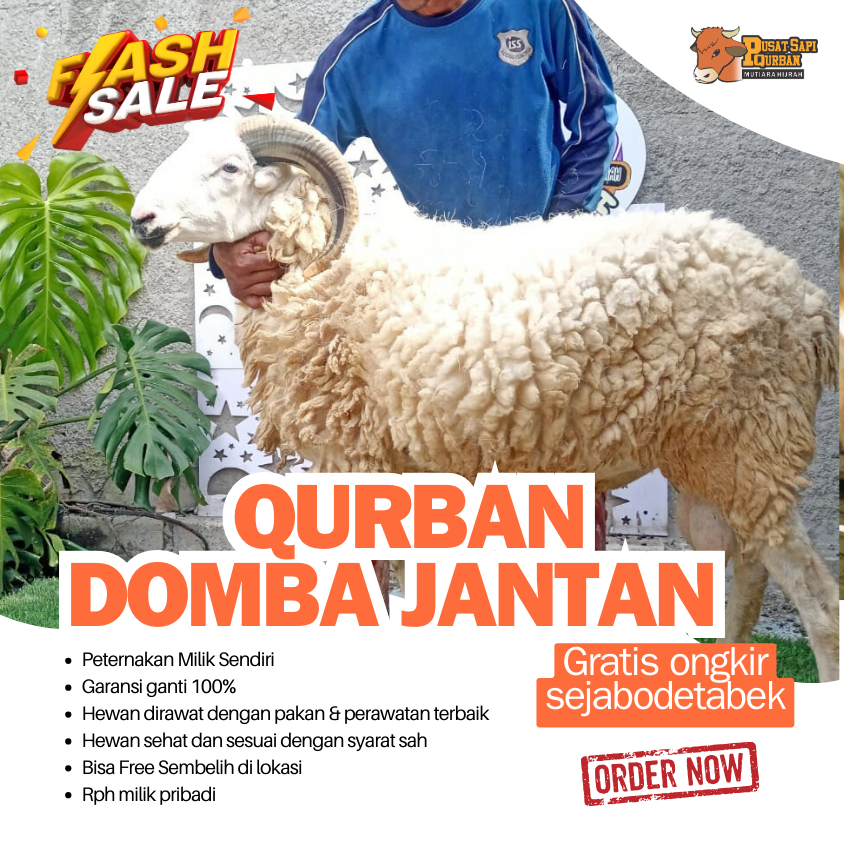 Kambing Qurban Jantan Free Ongkir jabodetabek