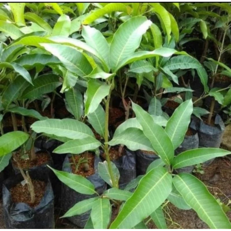 bibit buah mangga apel okulasi