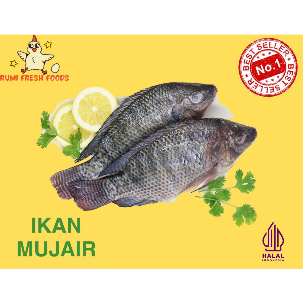 

Ikan Mujaer Fresh (Sudah keadaan bersih) berat ikan ditimbang hidup 950gr - 1kg