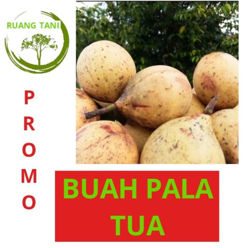 

BUAH PALA TUA 1KG SUPER TERMURAH