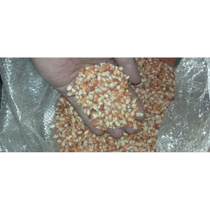 Ay00 jagung kristal pakan merpati/ dara 2 kg/2000g