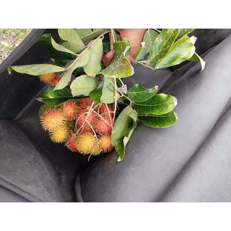 

Rambutan Curian