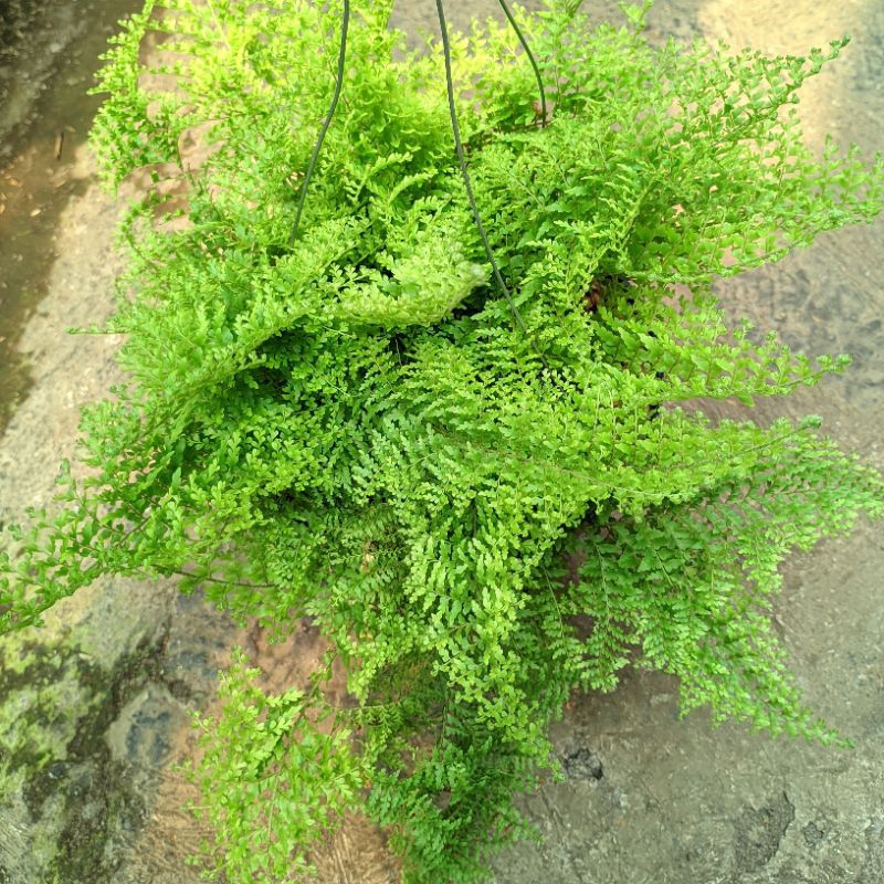 Tanaman Hias Hidup Gantung Pakis Boston Rimbun Cocok Untuk Ditaman Tahan Panas