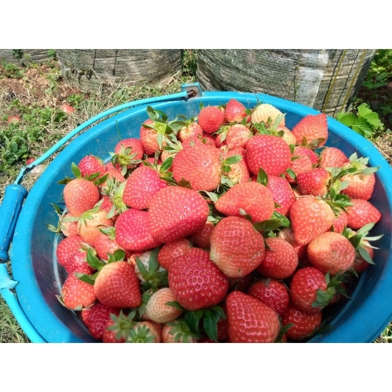 

strawberyjumbomencir250g