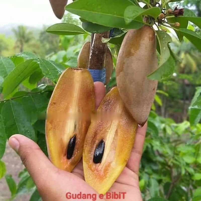 Bibit Sawo Mentimun Berbuah / Berbunga Hasil Okulasi