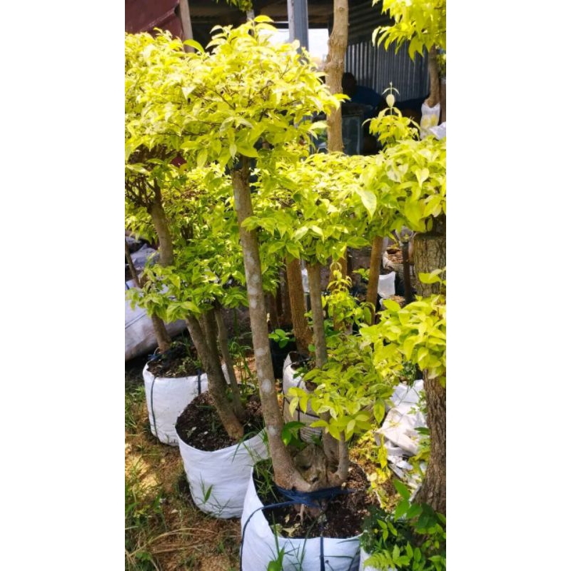 tanaman hias bonsai anting putri / bonsai anting putri