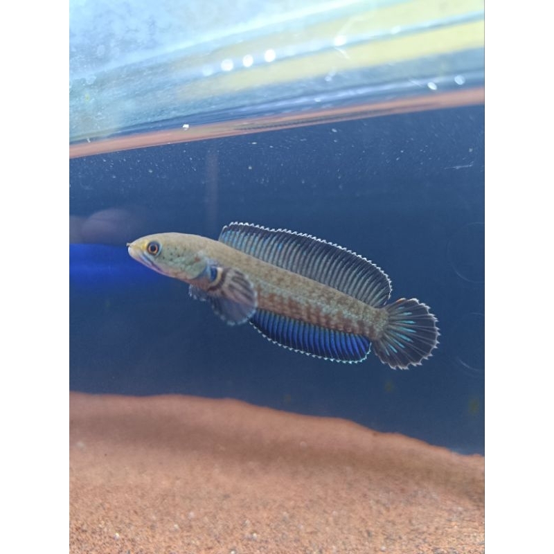 andrao HF grade a+++