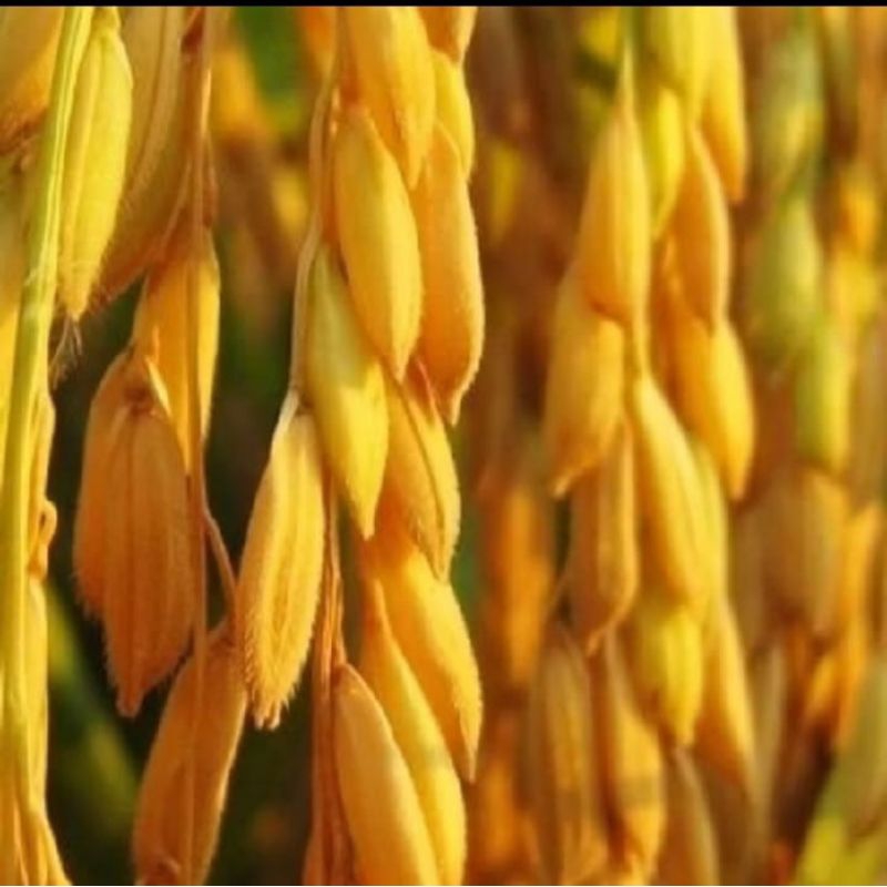 benih padi cakrabuana 04(CB04) (1kg)