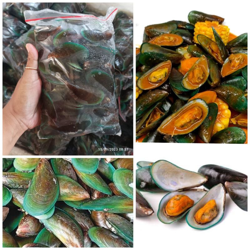 

Kerang Ijo Kulit -+1kg