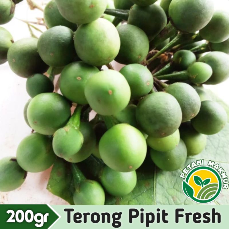 

Buah Tekokak Cepokak Segar 200gr Terong Pipit Terong Rimpang