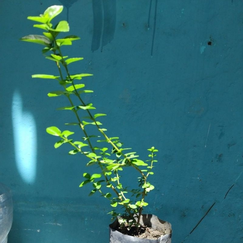 Bibit Bahan Bonsai Sancang dan sancang laut ( wahong laut ) Untuk Programan