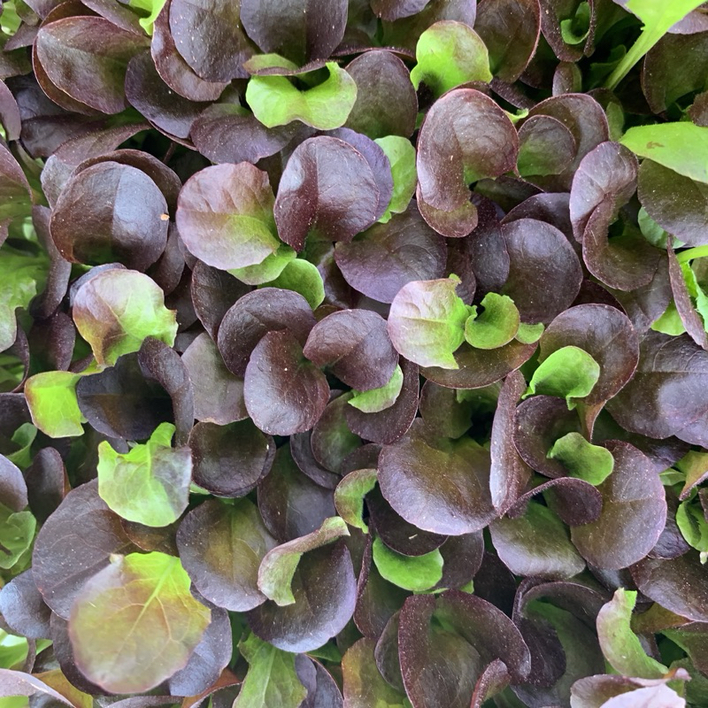 

Microgreen Dark Red Lettuce Akar Wangi