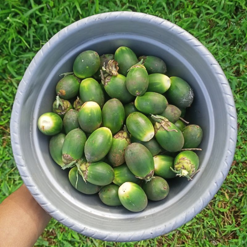 

Pinang muda asli 500 gram