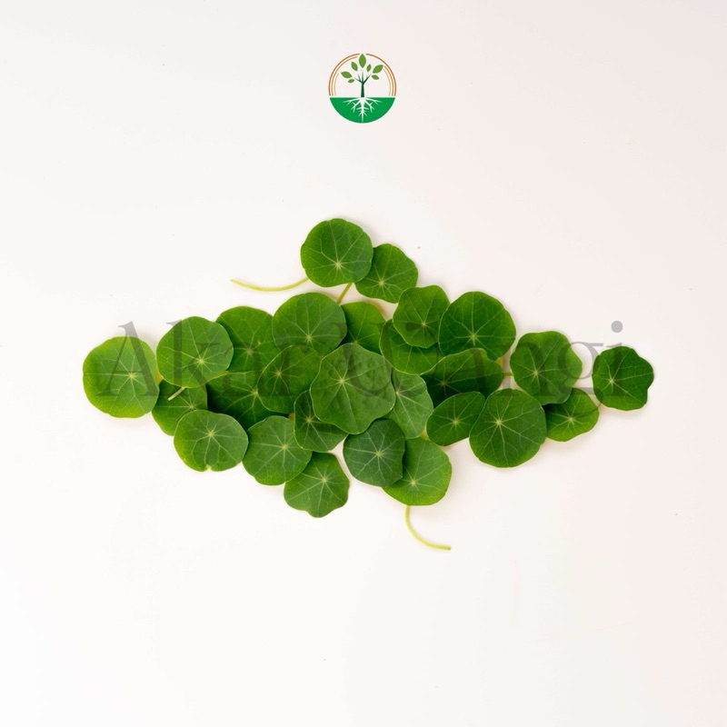 

Edible Leaves Nasturtium Akar Wangi