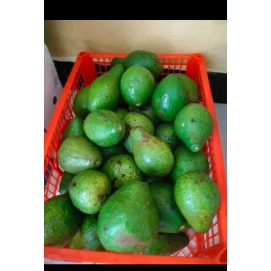 

ALPUKAT MENTEGA FRESH SIAP MAKAN