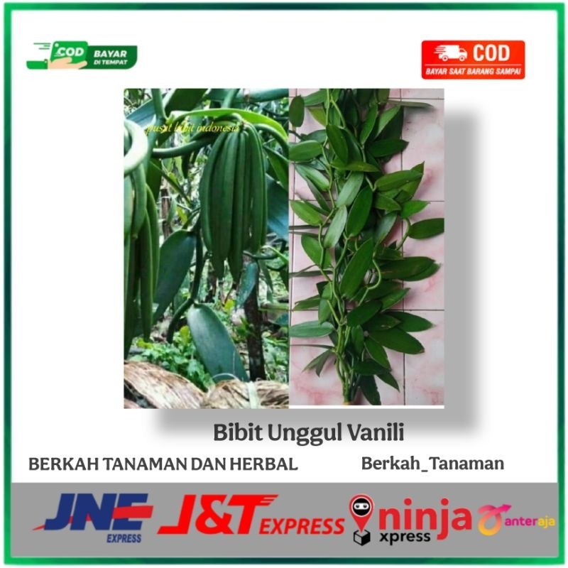 BIBIT UNGGUL TANAMAN VANILI PLANIFOLIA/TAHITI 1 METER  STEK