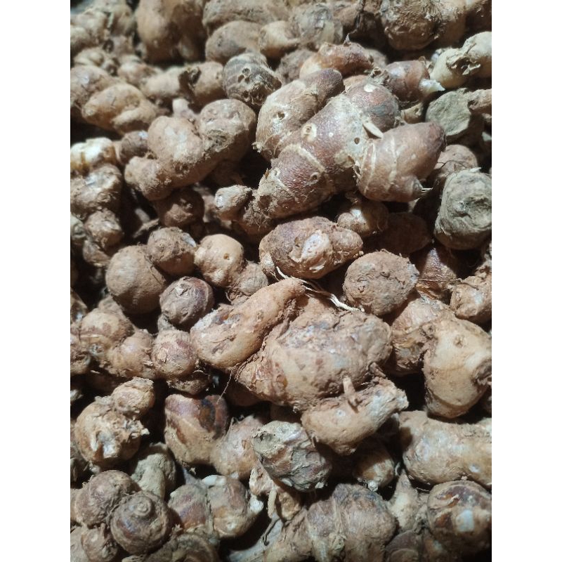 

Kencur Cikur 1kg