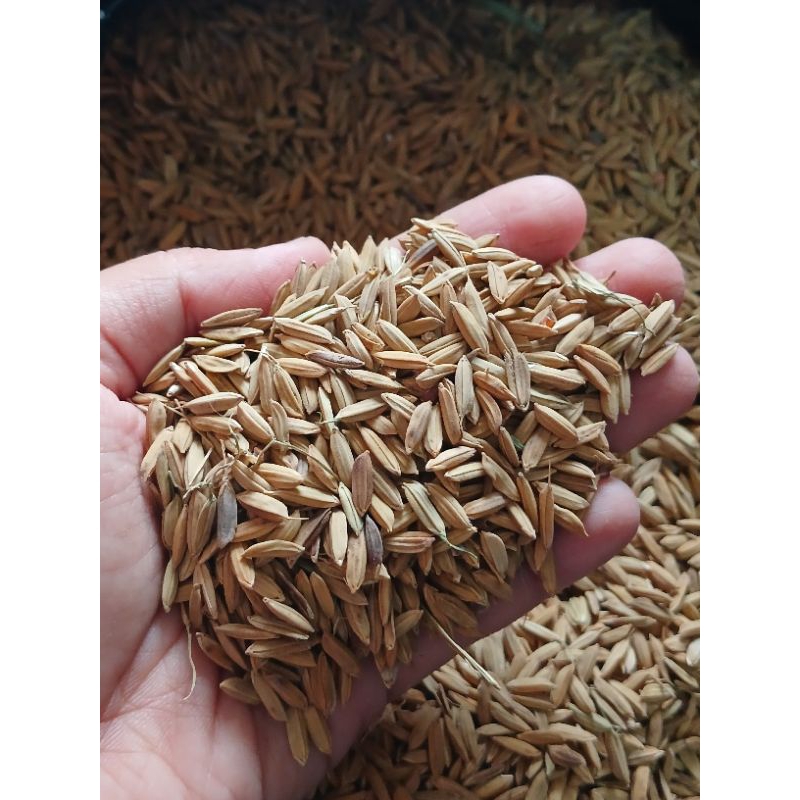 Gabah / Bangsal - Pakan Ayam - Pakan Burung