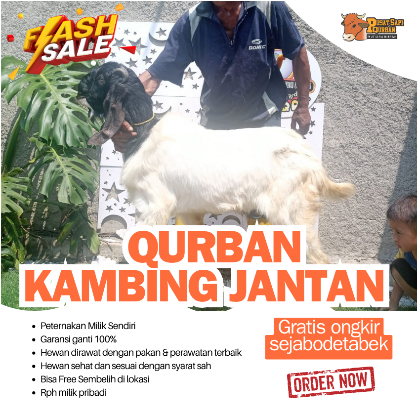 QURBAN - Kambing Jantan Qurban Free Ongkir jabodetabek