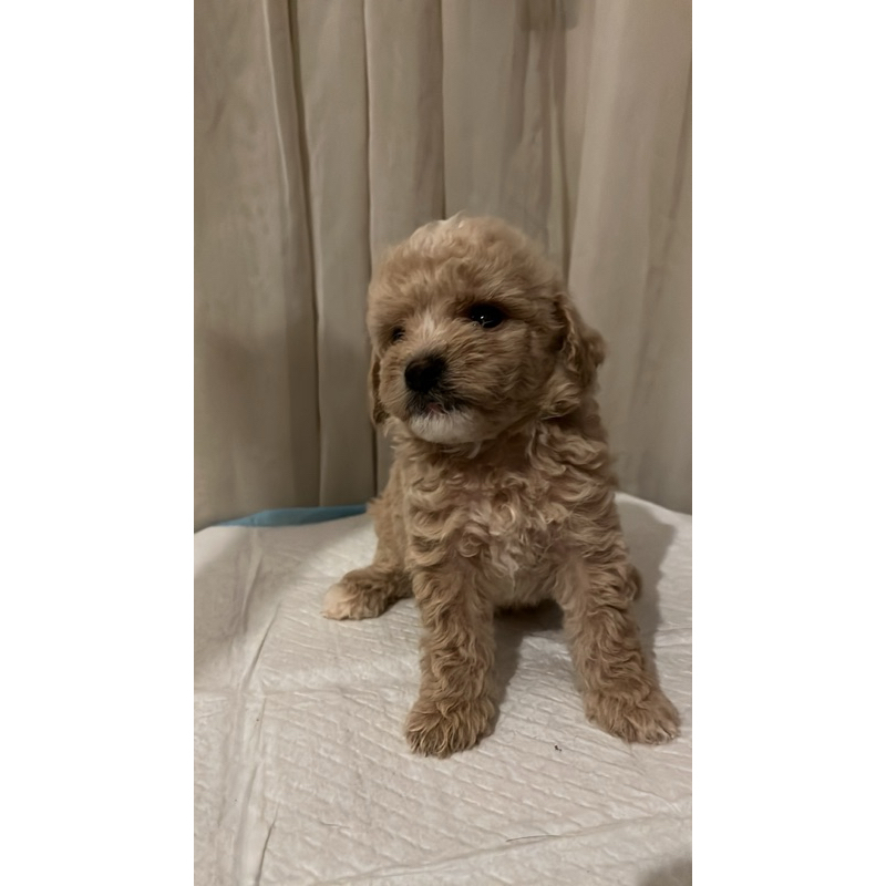 Poodle / Red Toy Poodle / Mainan Poodle / Puppy Poodle / Toy Poodle Mainan