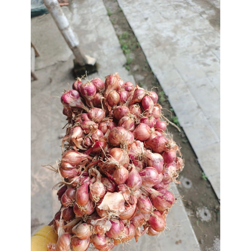 

bawang merah nganjuk tanggung 1 kg/ bamer asli nganjuk/ bawang merah lokal / bawang merah kering