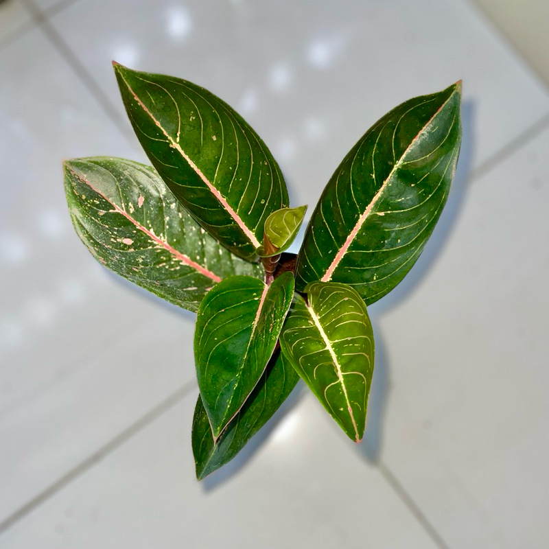 Aglaonema Arini r2
