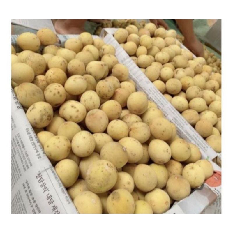 

Duku Palembang 1 Kg