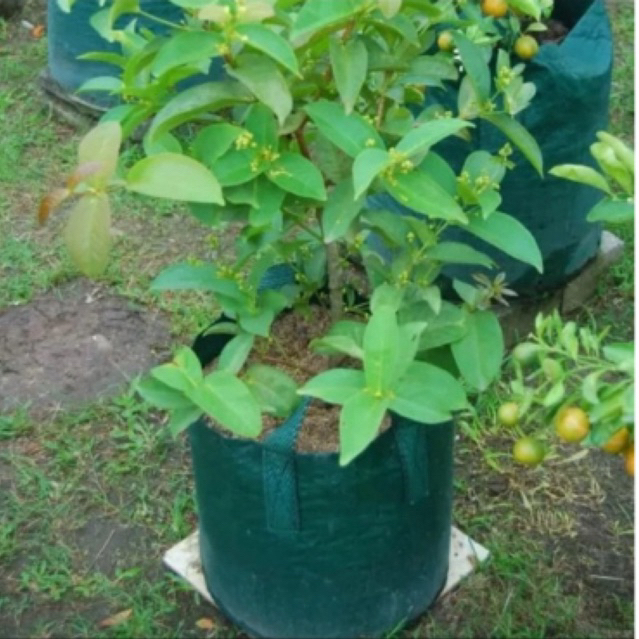 Planter Bag 40 Liter Hijau