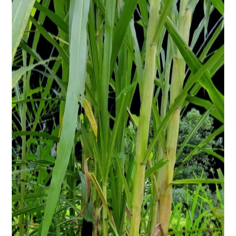 Bibit Odot Super/Bibit Pakchong/Bibit Kolonjono