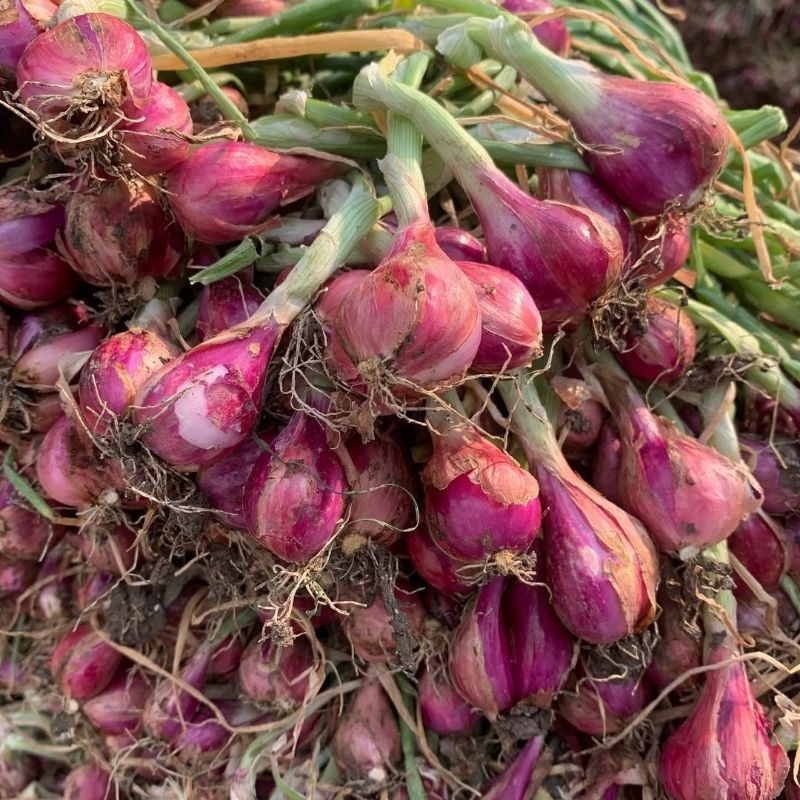 

BAWANG MERAH-BAWANG BERKUALITAS_BAWANG ORGANIK_BAWANG BREBES