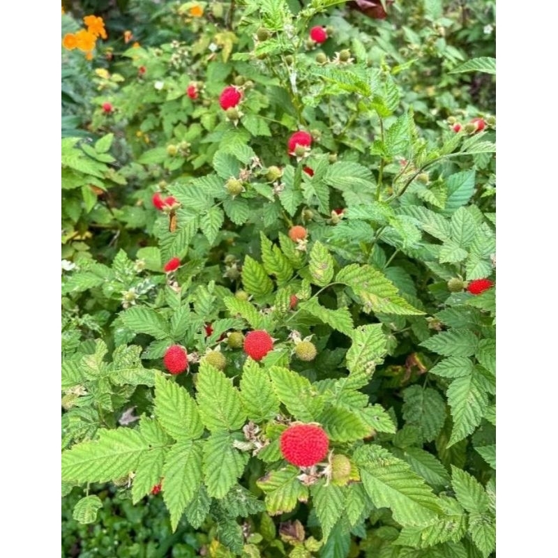 

KEBUN RAYA- Bibit Raspberry Merah/Arbei Hutan