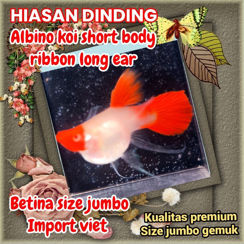 Hiasan Dinding Albino Koi Short Body Ribbon Long Ear