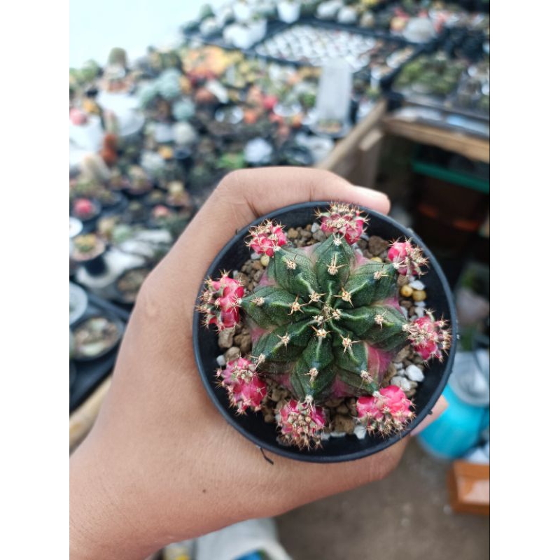 gymnocalycium bublegum dari indukan ownroot/ kaktus miha buble gum / gymno buble gum