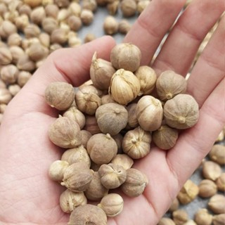 

KAPULAGA 5gr kualitas super