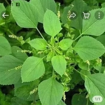 

BATANG DAUN ANTING ANTING PUTRI HERBAL BERKASIAT 100 GRM