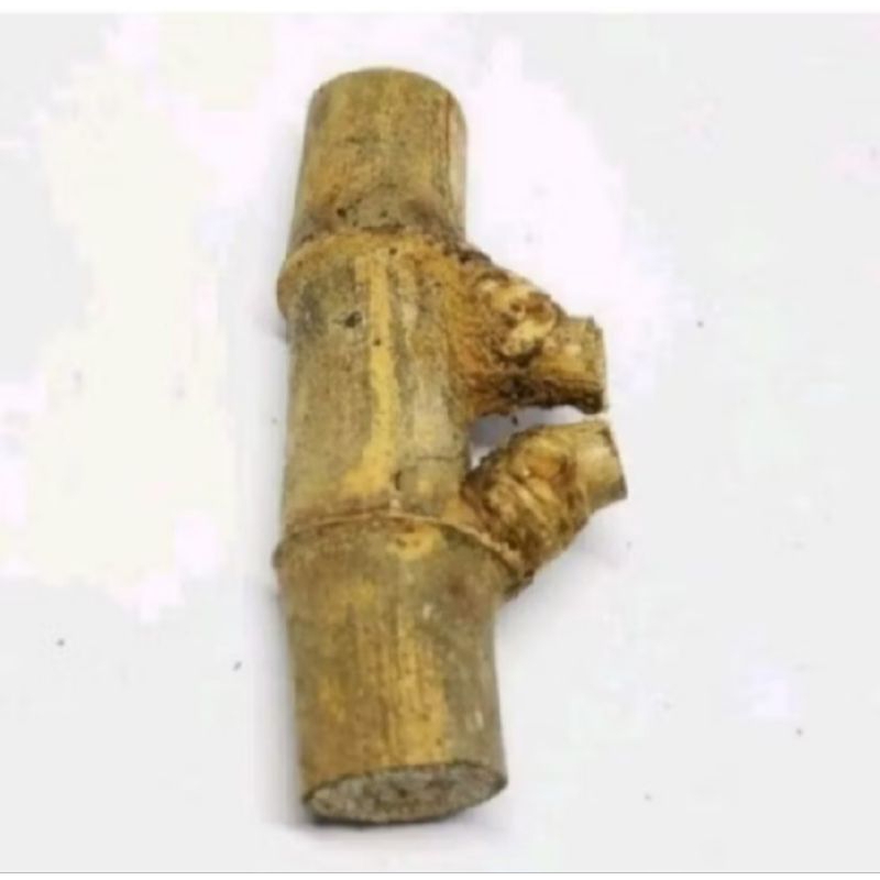 Koleksi bambu petuk prink - BARANG LANGKA