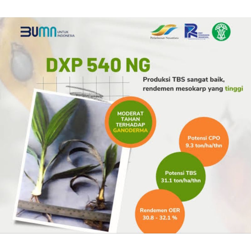 bibit kecambah Varietas DxP PPKS 540