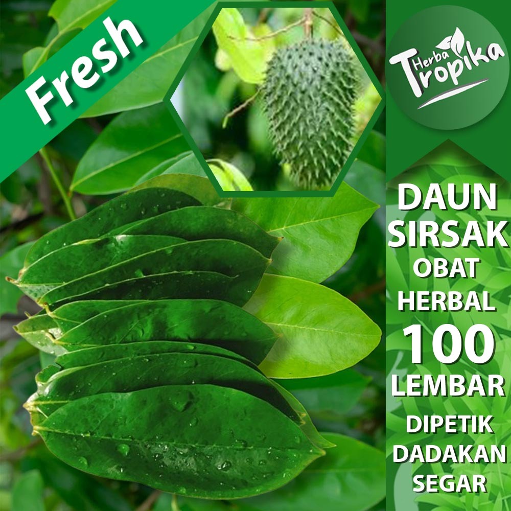 

Daun Sirsak Segar 100 lembar herbal alami toko herba tropika