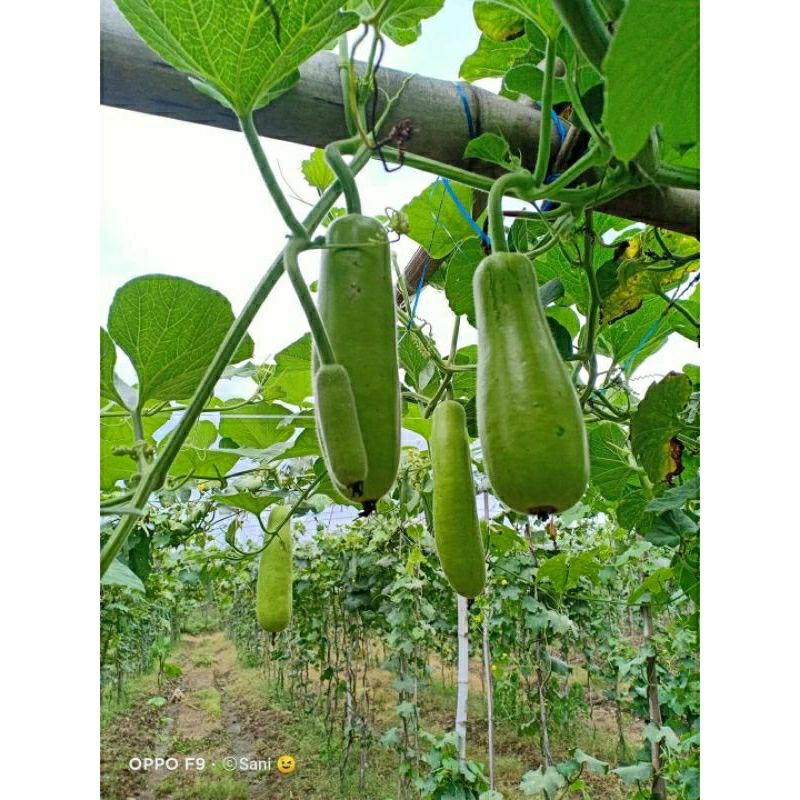 benih labu air hijau super benih sayuran/blonceng 100 biji siap tanam