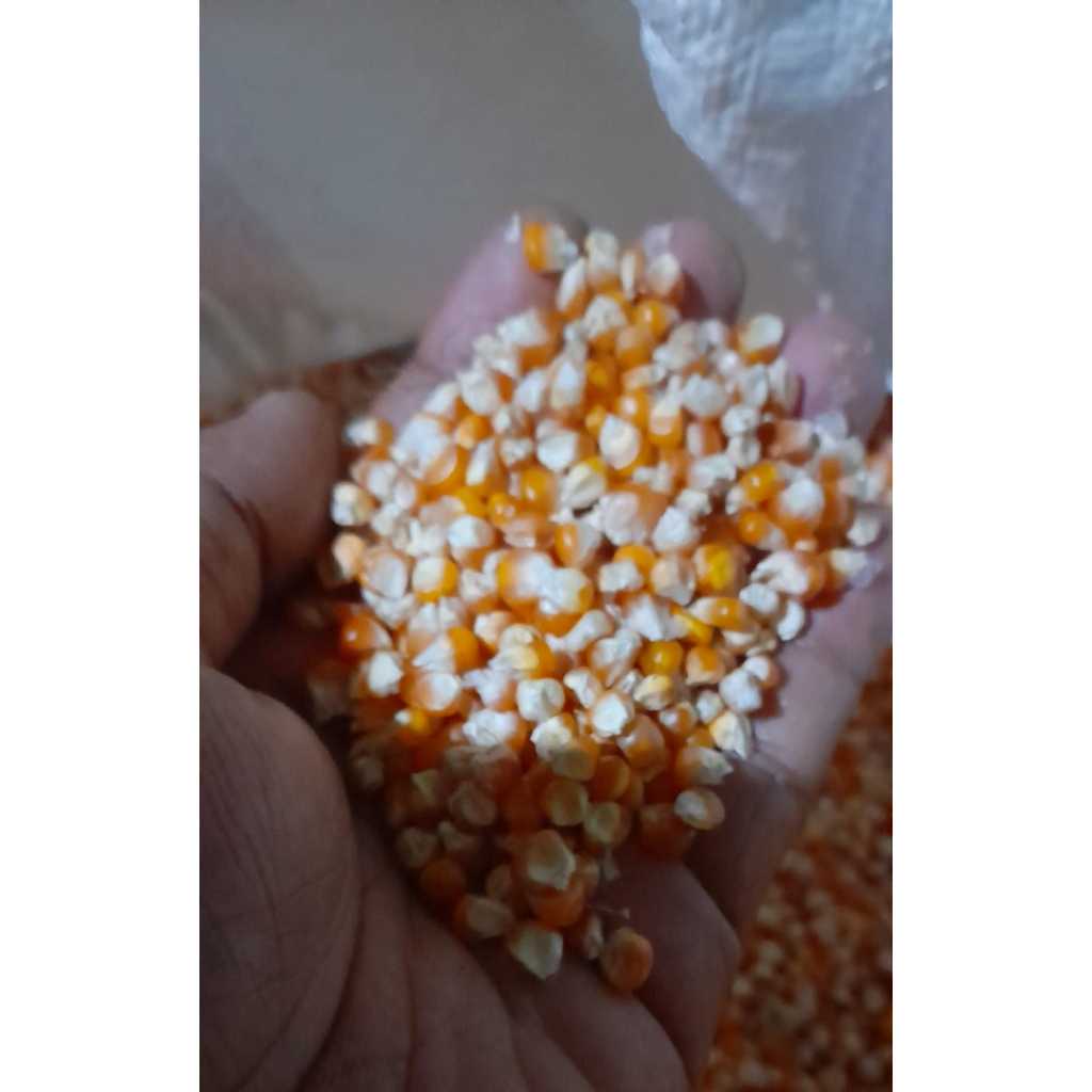 

-+900gr Jagung Kecil Hasil Tani Kami dan murni dari tangan pertama yang di hasilkan dari kebun kami sendiri dan di pipil secara manual menggunakan tangan di jamin masih Fress