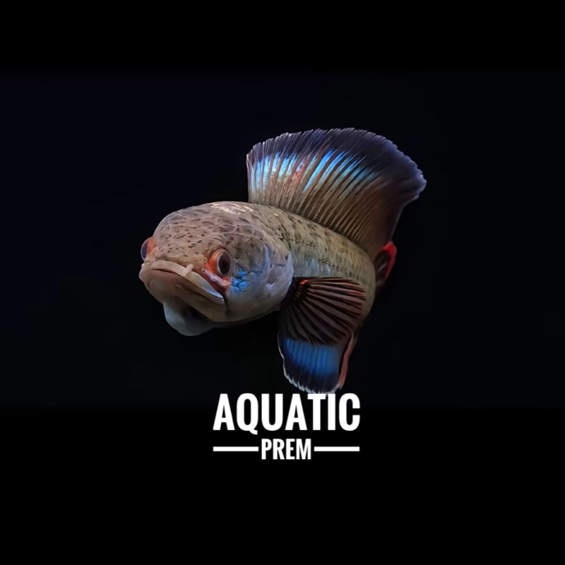 CHANNA BLUE BENGAL BEBY (bonus pelet)