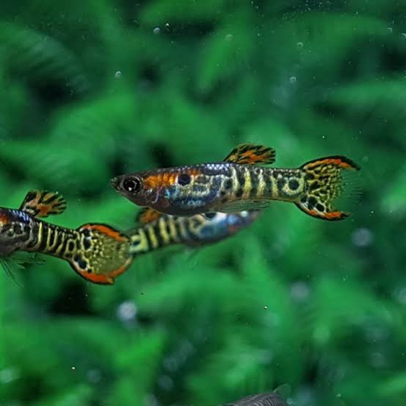 HIASAN AQUARIUM BURAYAK GUPPY ENDLER MINI YELLOW JACKET ENDER