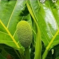 

HERBAL DAUN KLUWEH SEGAR/KERING JUGA ADA 500GRM