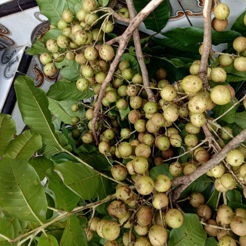 

KOSAMPIH BUAH MUSIMAN MADURA 1 KG