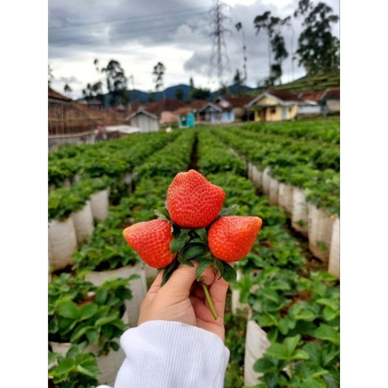 

STRAWBERRY MENCIR 1KG GRADE A-B DADAKAN DARI KEBUN CIWIDEY BANDUNG