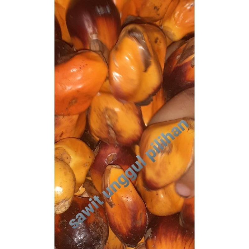 

Buah sawit sgar pilihan