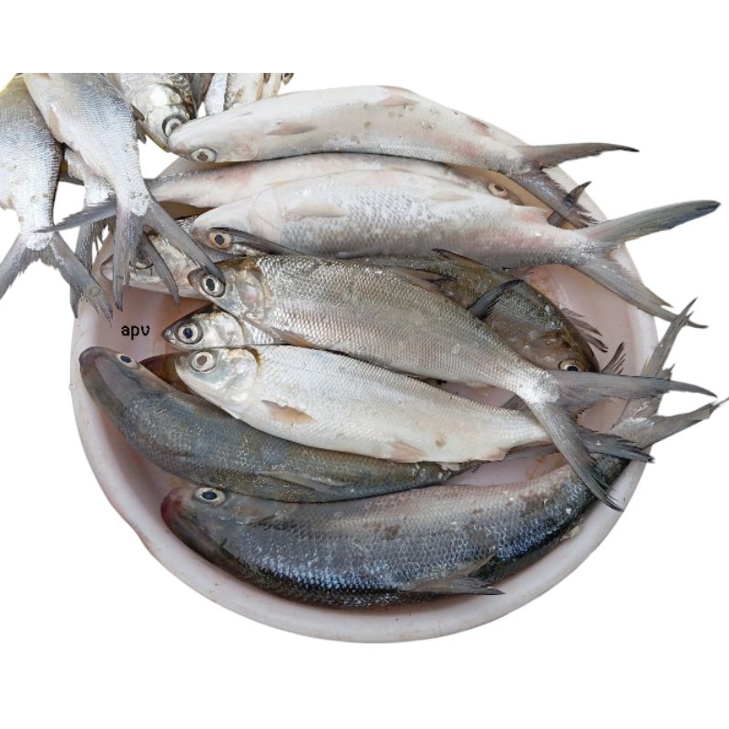 

ikan bandeng segar fresh 1 kg